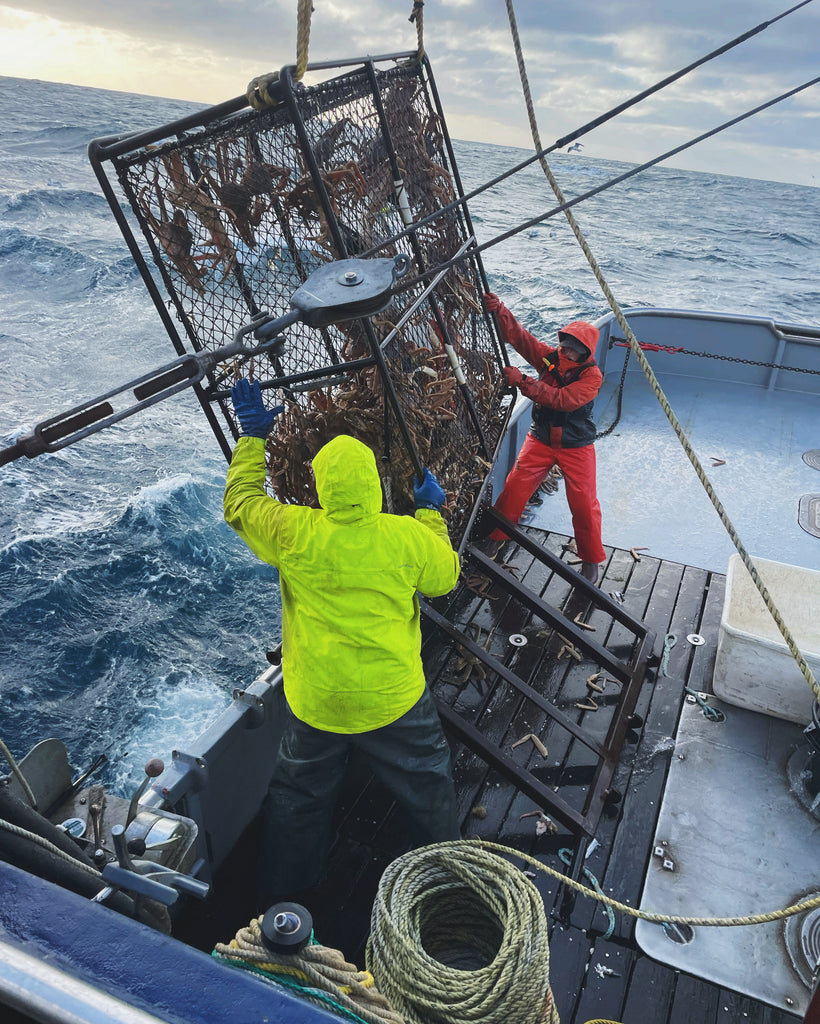 Kodiak Tanner Crab
