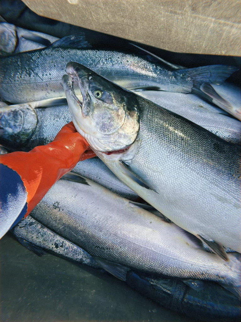 Copper River Coho Salmon Box (10 lbs)