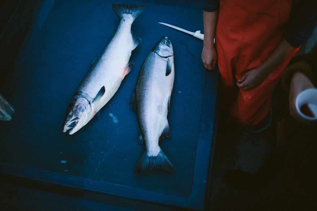 Fresh Copper River Coho Salmon (2 Whole Fish)