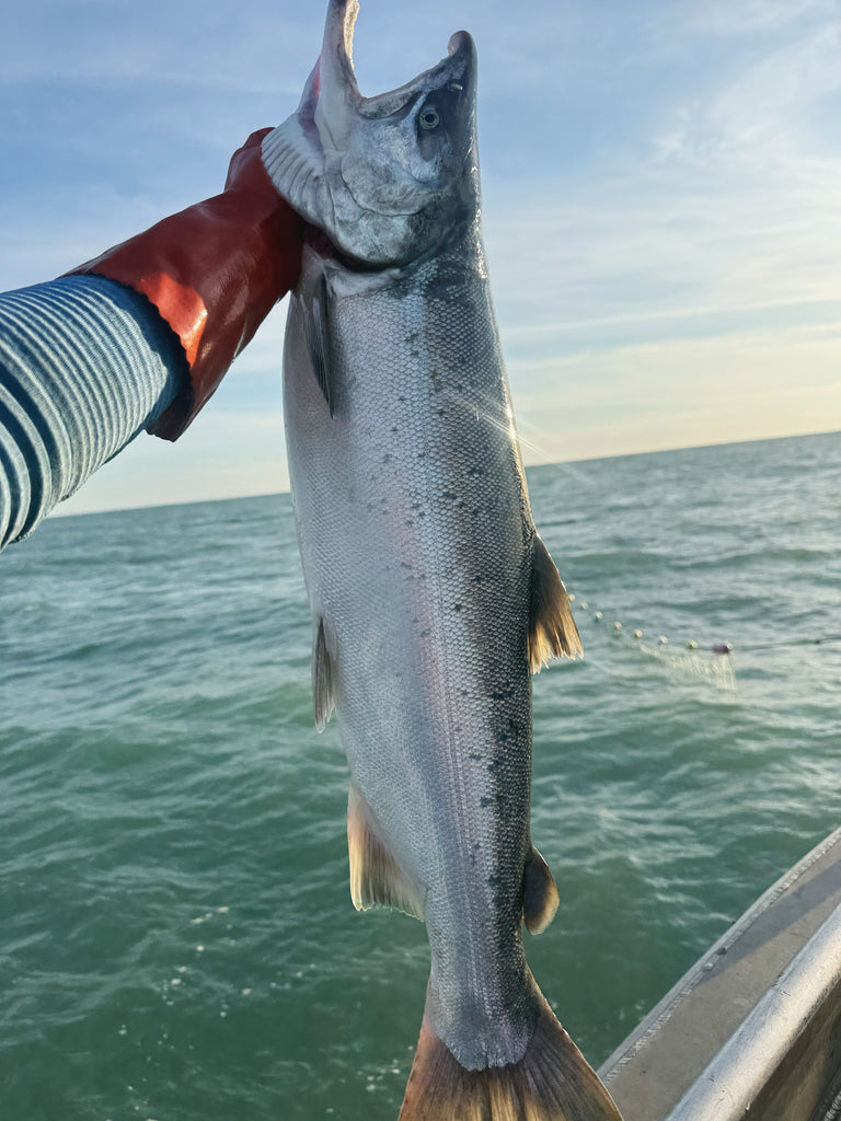 Pre-Order: Copper River Coho Salmon Box (10 lbs)