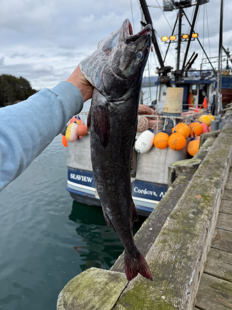 Wild Alaska Black Cod Fillets (10 lbs)
