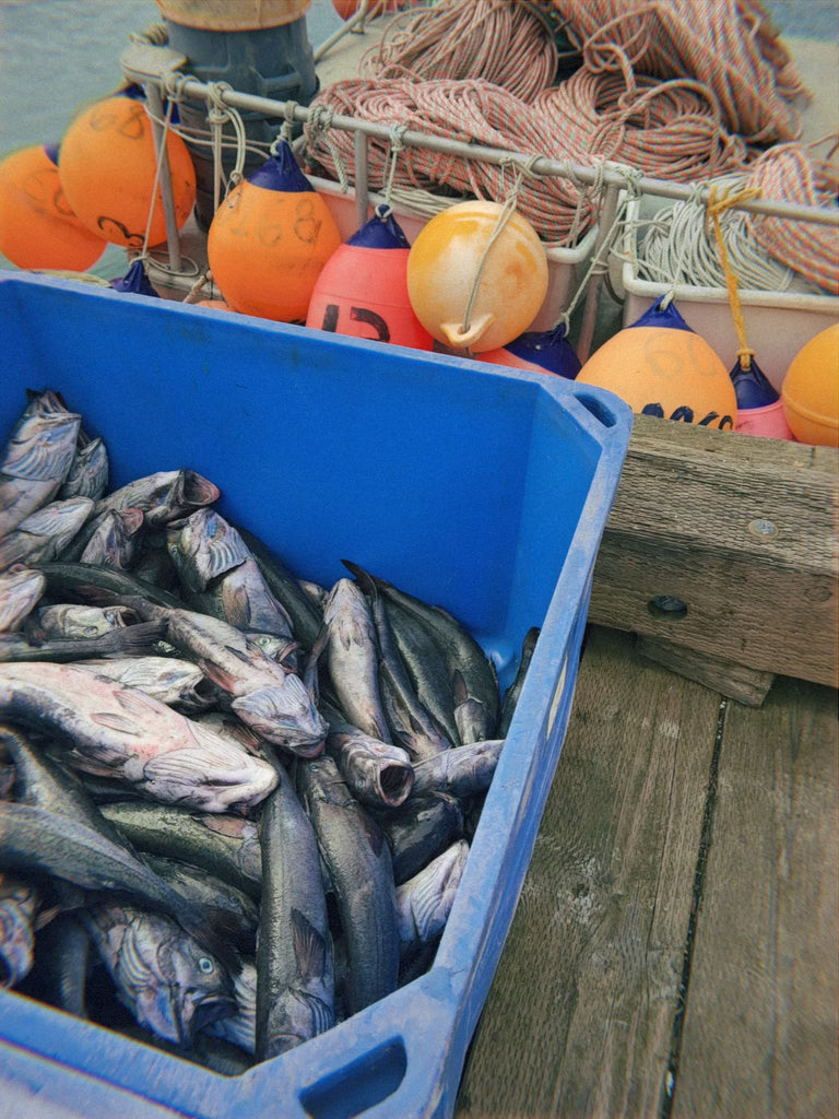 Wild Alaska Black Cod Box (10 lbs)
