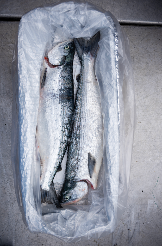 Fresh Copper River Sockeye Salmon (2 Whole Fish)